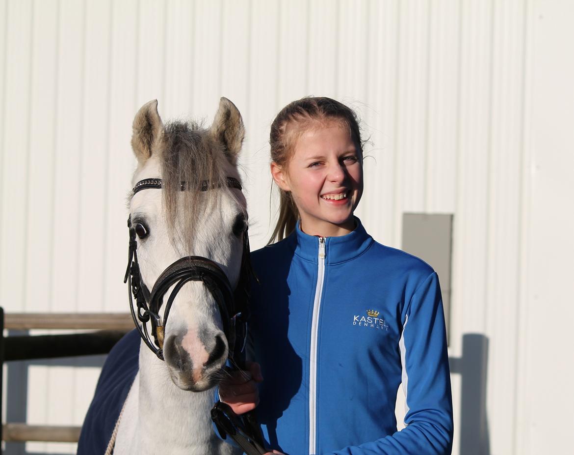 Welsh Pony (sec B) Kroggaardens Don Pedro billede 1