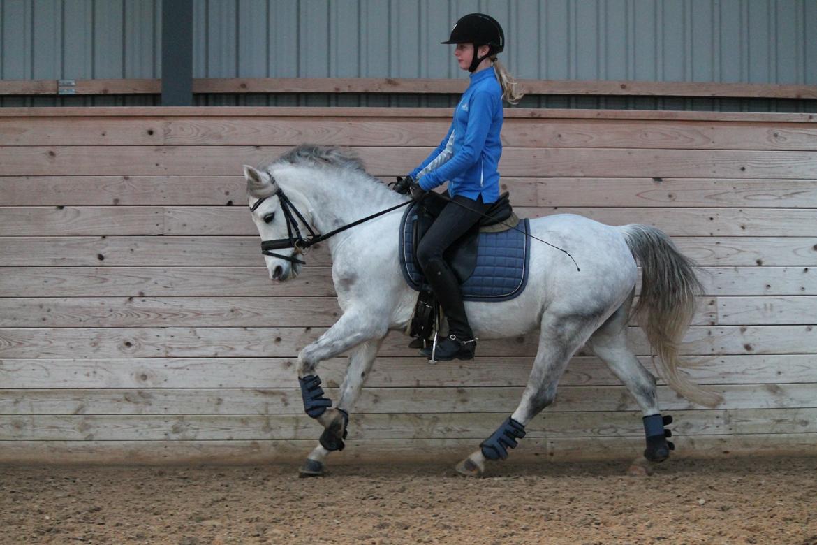 Welsh Pony (sec B) Kroggaardens Don Pedro billede 12