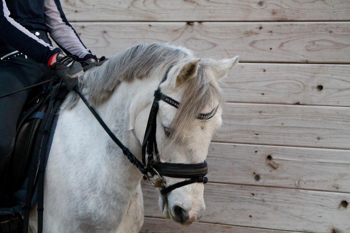 Welsh Pony (sec B) Kroggaardens Don Pedro billede 11