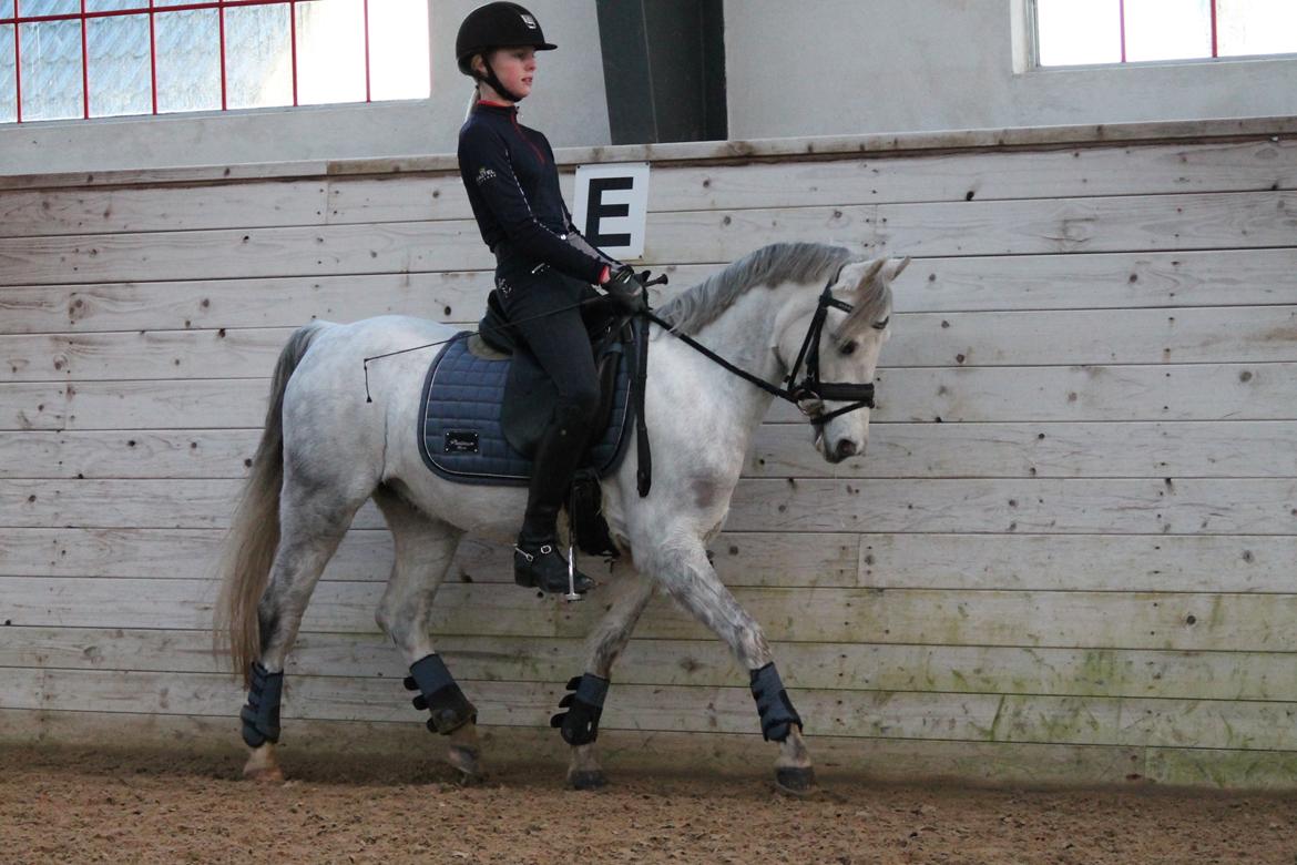 Welsh Pony (sec B) Kroggaardens Don Pedro billede 7