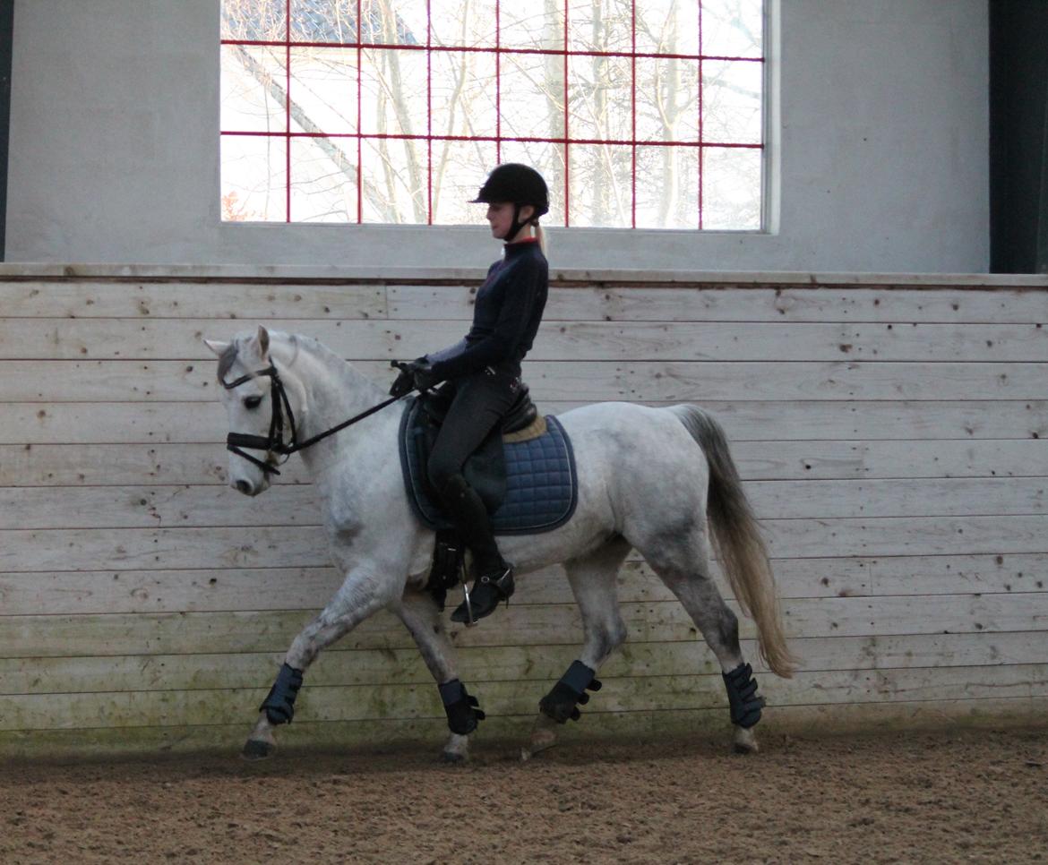 Welsh Pony (sec B) Kroggaardens Don Pedro billede 8