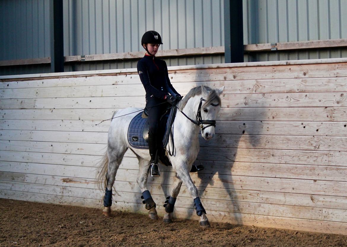 Welsh Pony (sec B) Kroggaardens Don Pedro billede 9