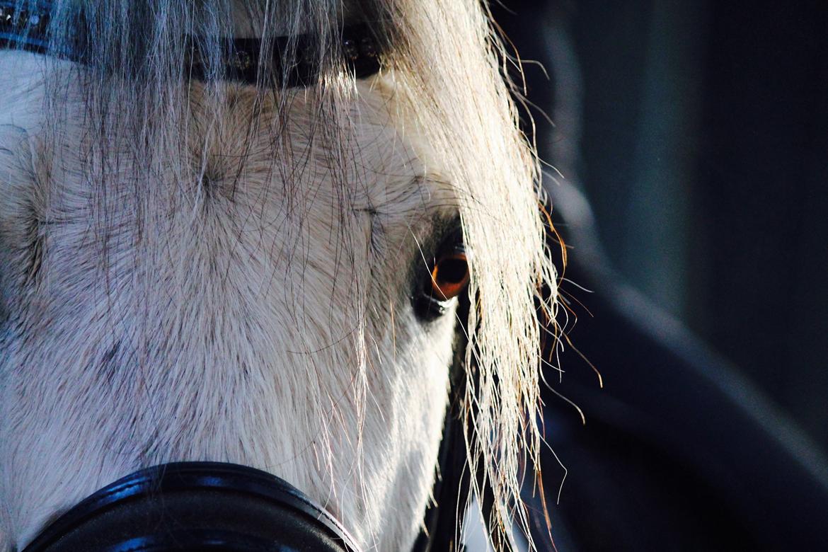 Welsh Pony (sec B) Kroggaardens Don Pedro billede 14