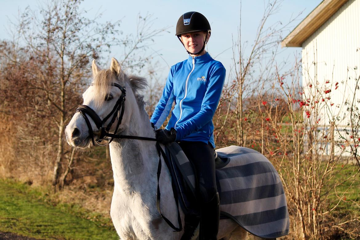 Welsh Pony (sec B) Kroggaardens Don Pedro billede 17