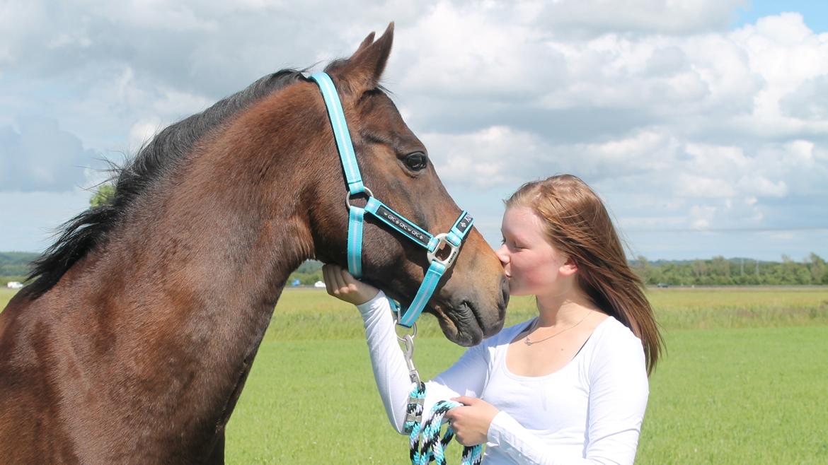 Welsh Cob (sec D) Tango - Vi tog os lige den frihed, at lege modeller på en mark billede 6