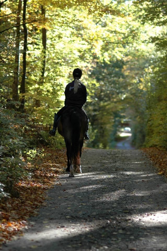 Welsh Cob (sec D) Tango - Den hest har givet mig så mange minder og oplevelser som jeg vil være ham evigt taknemlig for. Jeg vil savne ham for evigt, og han vil altid have en plads i mit hjerte. Tak for alt min ven ❤️  billede 20