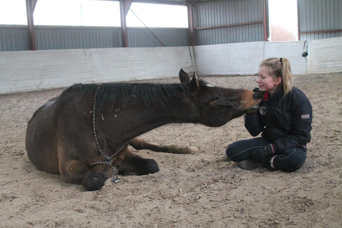 Welsh Cob (sec D) Tango - Kærligheeeed billede 8