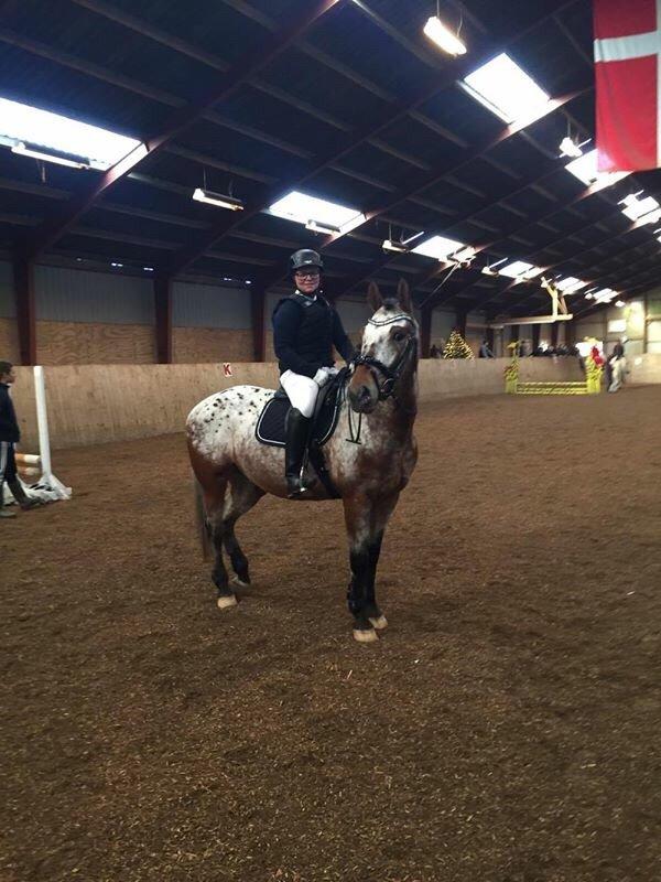 Anden særlig race Titon - Kong Triton SOLGT billede 29