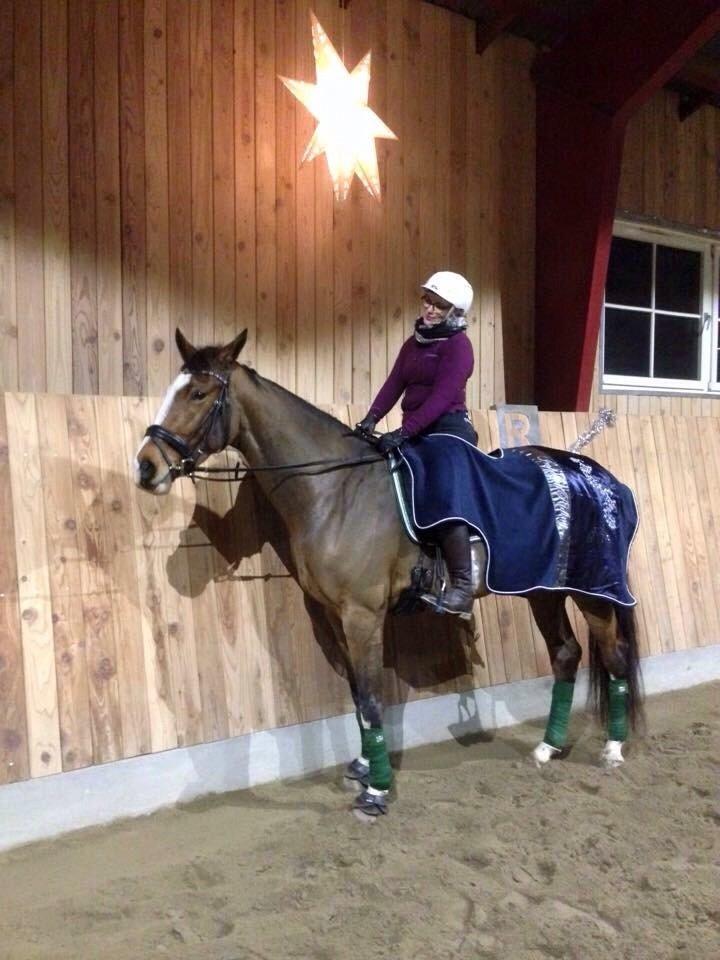 Dansk Varmblod Malina billede 17