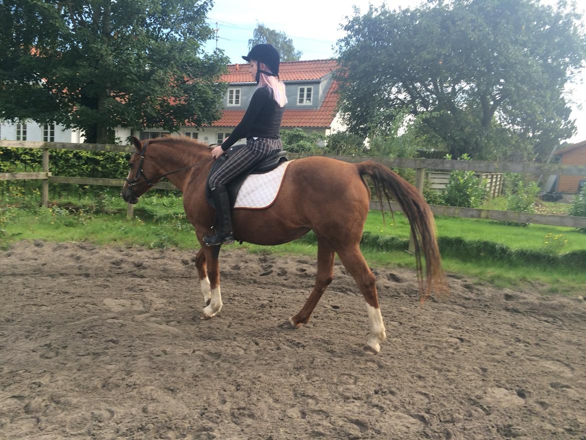 New Forest Oosterhoffs sec ond-hand rose RIP billede 6