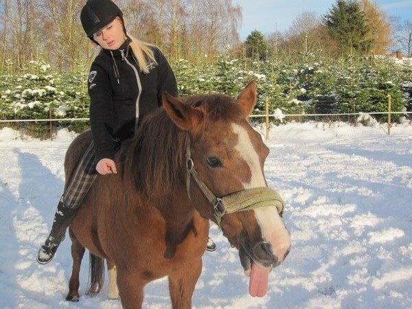 New Forest Oosterhoffs sec ond-hand rose RIP billede 14