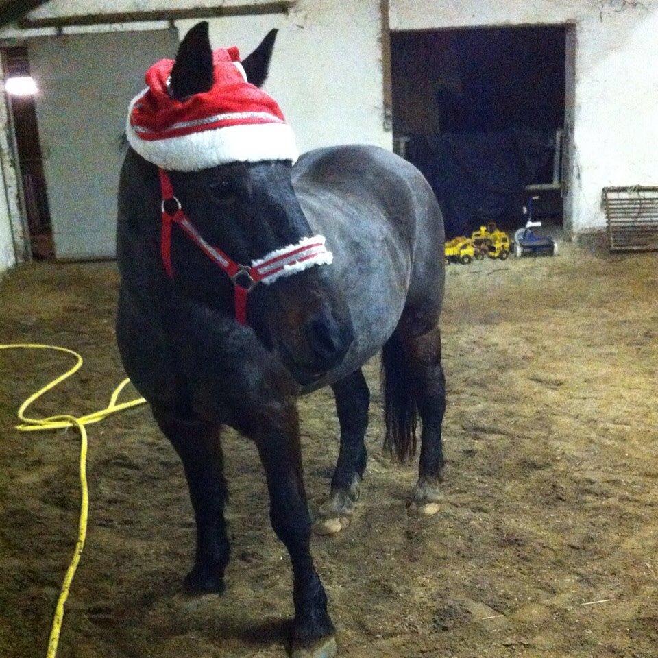 Anden særlig race Malom Brandy (Tidl. hest - Himmel hest) billede 9