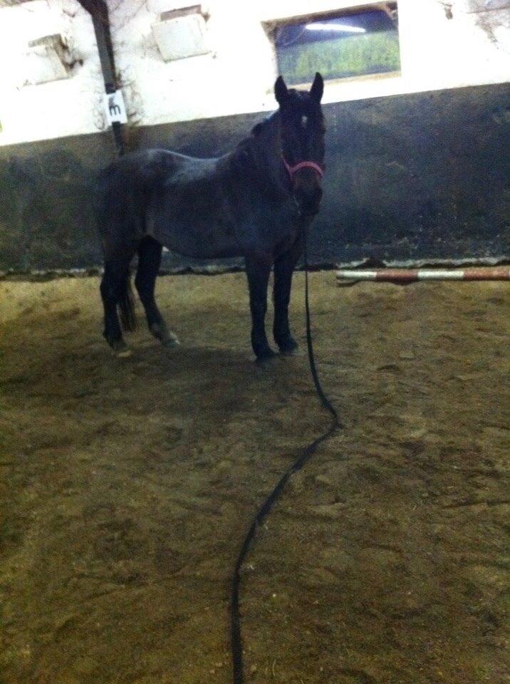 Anden særlig race Malom Brandy (Tidl. hest - Himmel hest) billede 10