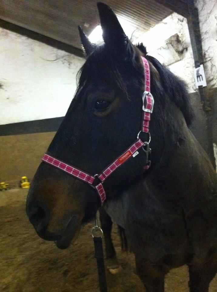 Anden særlig race Malom Brandy (Tidl. hest - Himmel hest) billede 16