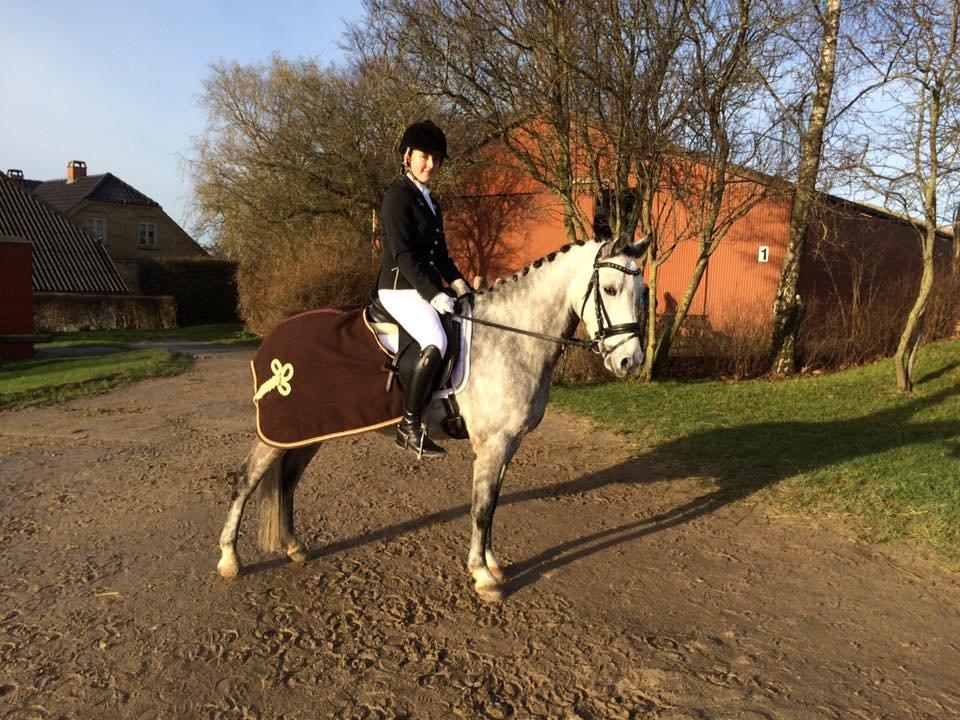 Welsh Pony (sec B) Kirkelodgaard's Milan -  LC1 69%  billede 11