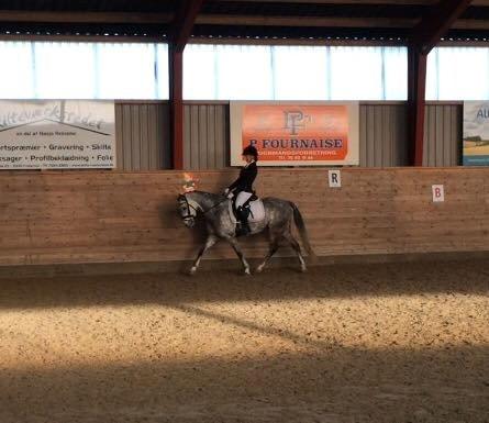 Welsh Pony (sec B) Kirkelodgaard's Milan -  LC1 69%  billede 2