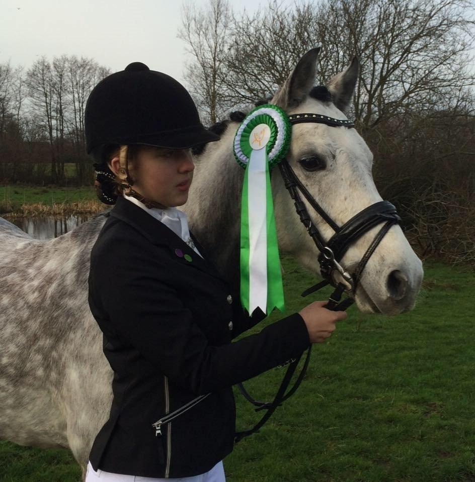 Welsh Pony (sec B) Kirkelodgaard's Milan - Velkommen! LC1 69%  billede 1