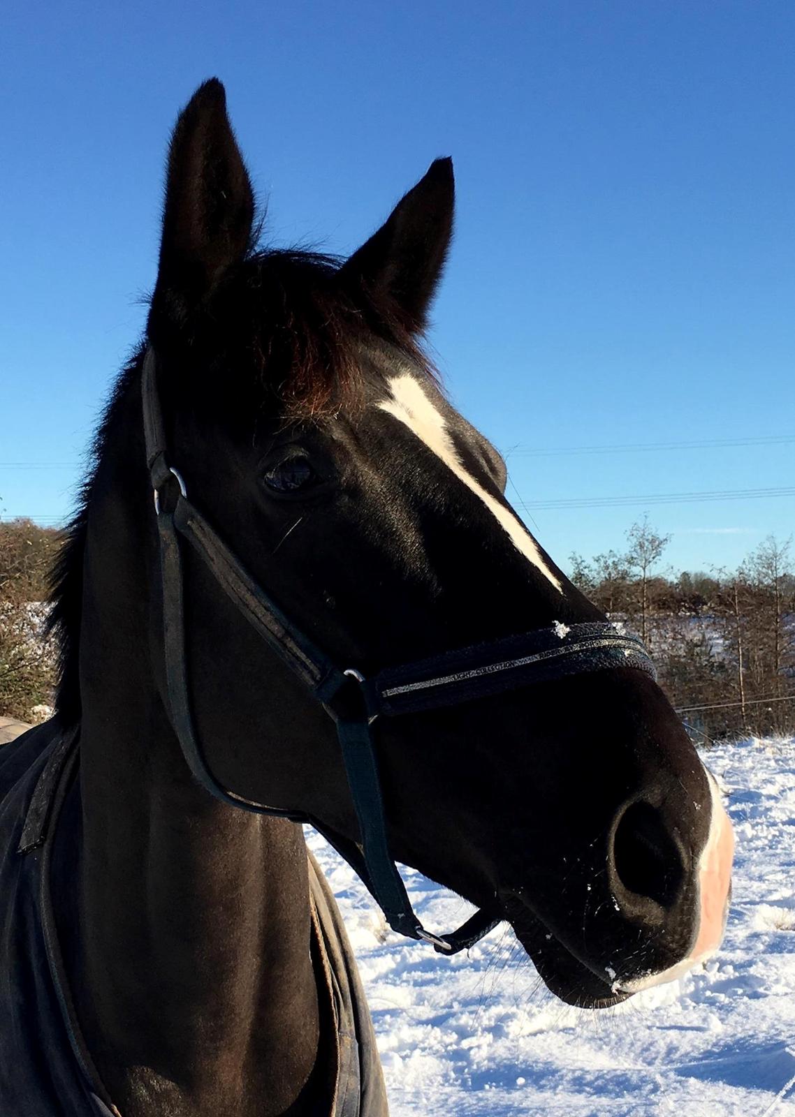 Dansk Varmblod Narcho billede 9