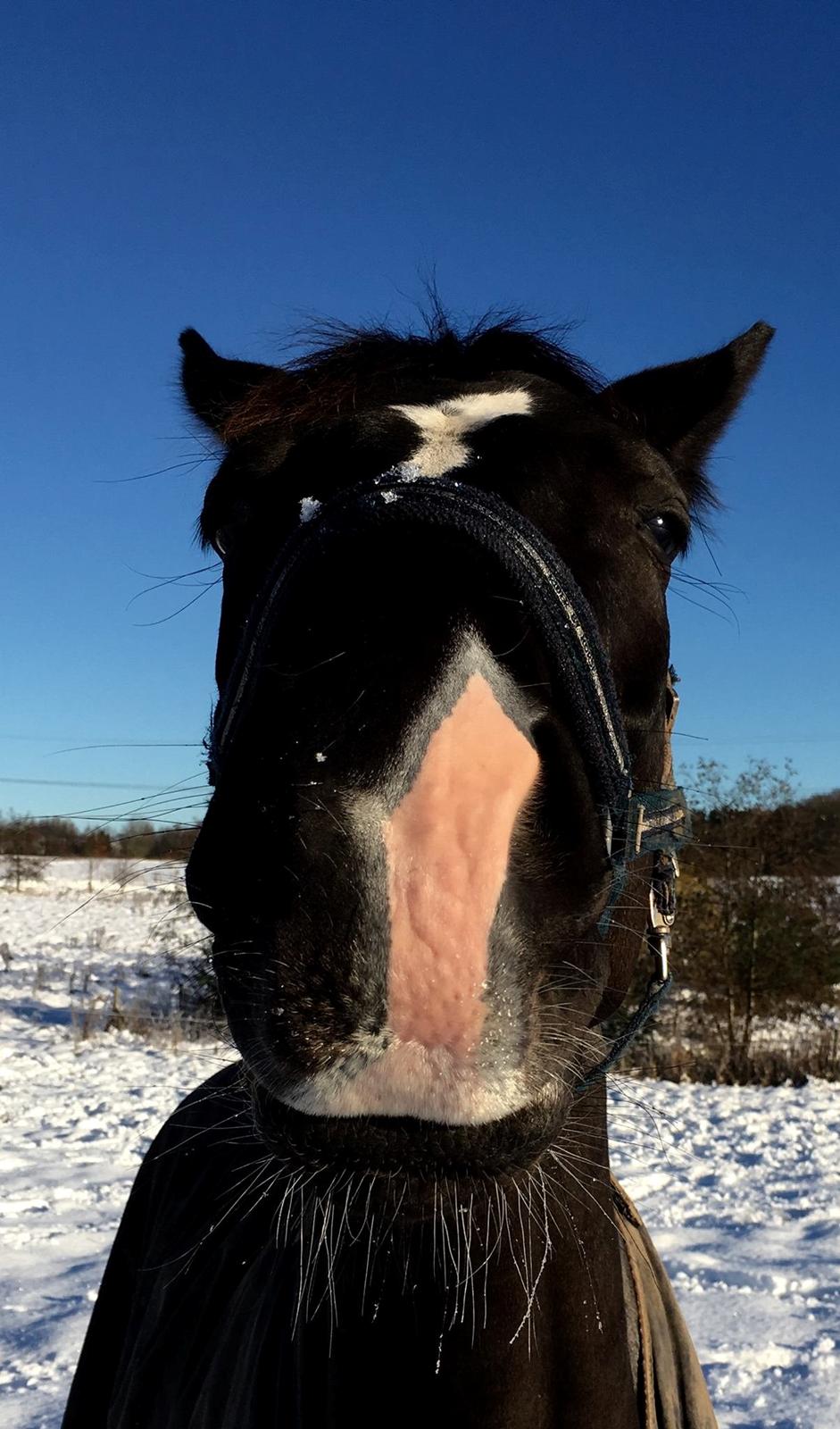 Dansk Varmblod Narcho billede 10