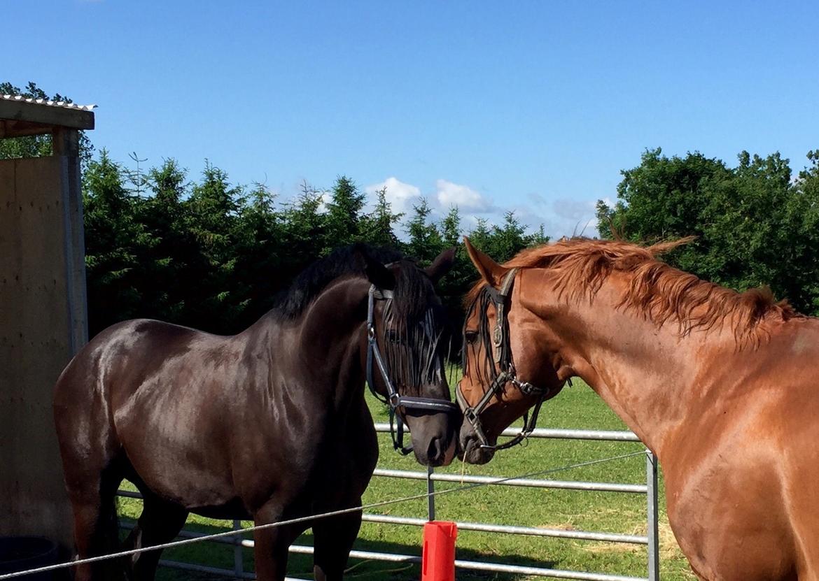 Dansk Varmblod Narcho billede 11