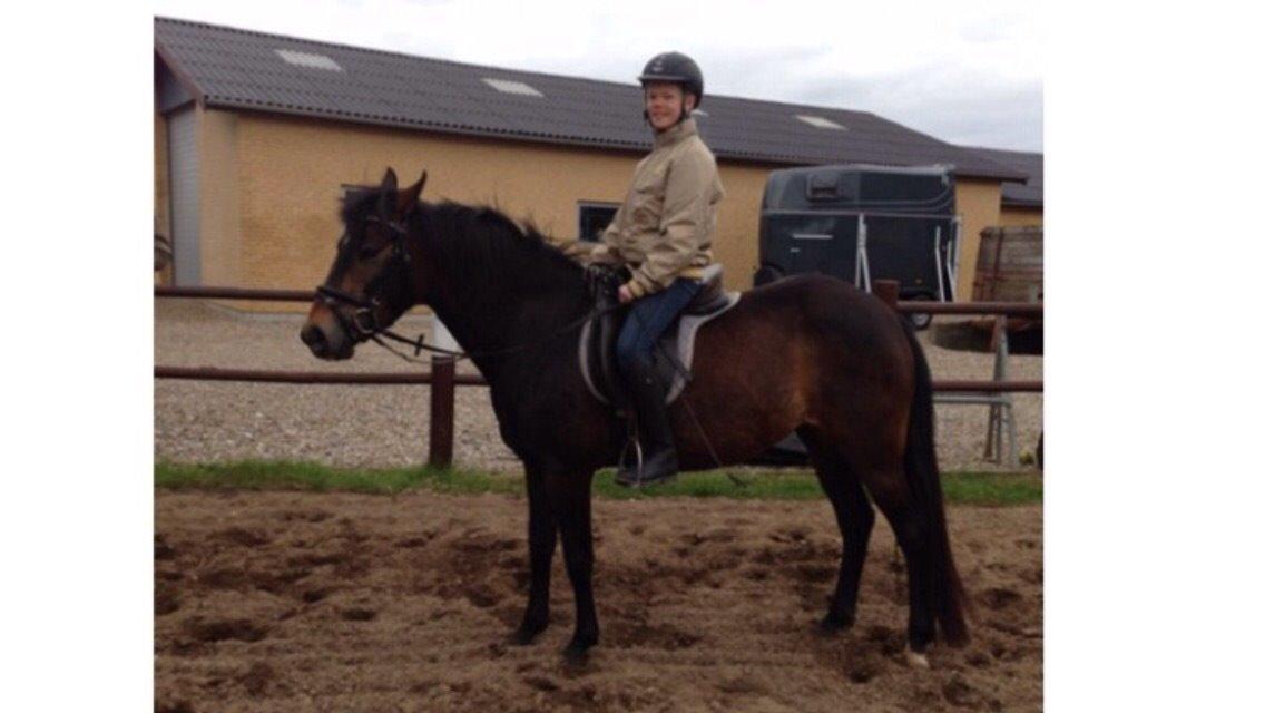 New Forest Spidshøjs Jessi - første gang jeg sad på hende. billede 13