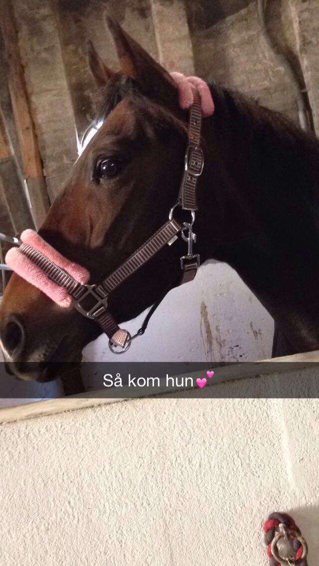 New Forest Spidshøjs Jessi - lige da hun kom billede 12