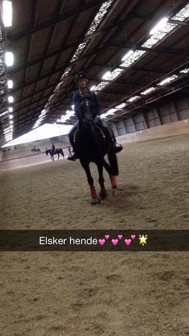 New Forest Spidshøjs Jessi - min engel billede 14