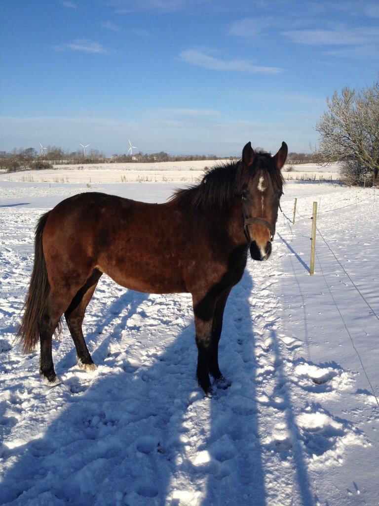 New Forest Spidshøjs Jessi - Jessi 1 år billede 15