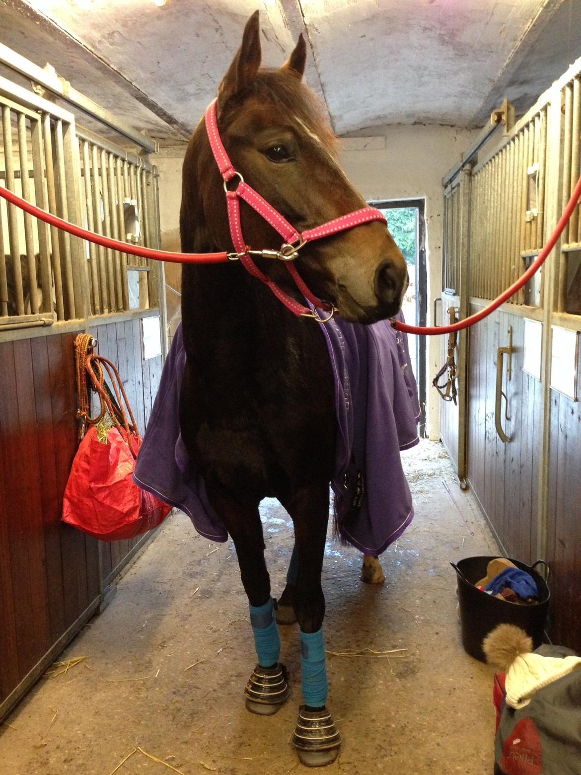 New Forest Spidshøjs Jessi - Jessi på stald gangen billede 16