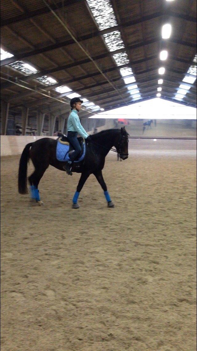 New Forest Spidshøjs Jessi - Jessi til træning billede 19