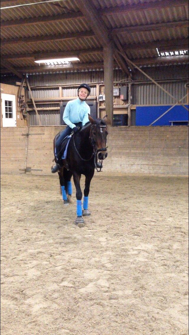 New Forest Spidshøjs Jessi - jessi efter træning billede 20