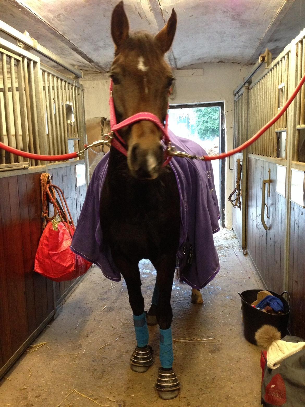 New Forest Spidshøjs Jessi - Jessi efter undervisning billede 17