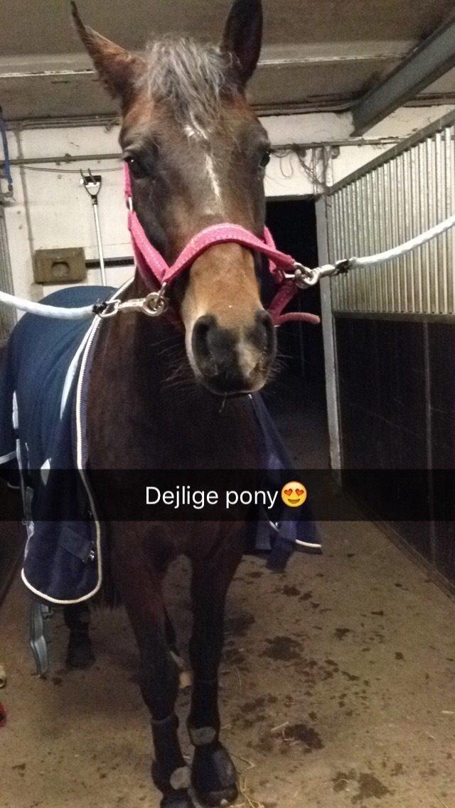 New Forest Spidshøjs Jessi - Jessi da hun var syg billede 18