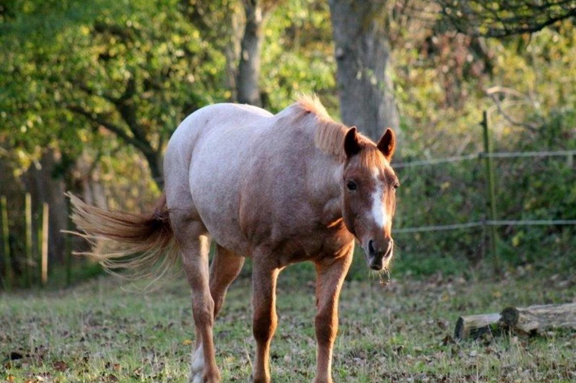 Hollandsk Sportspony Billy Boy billede 7