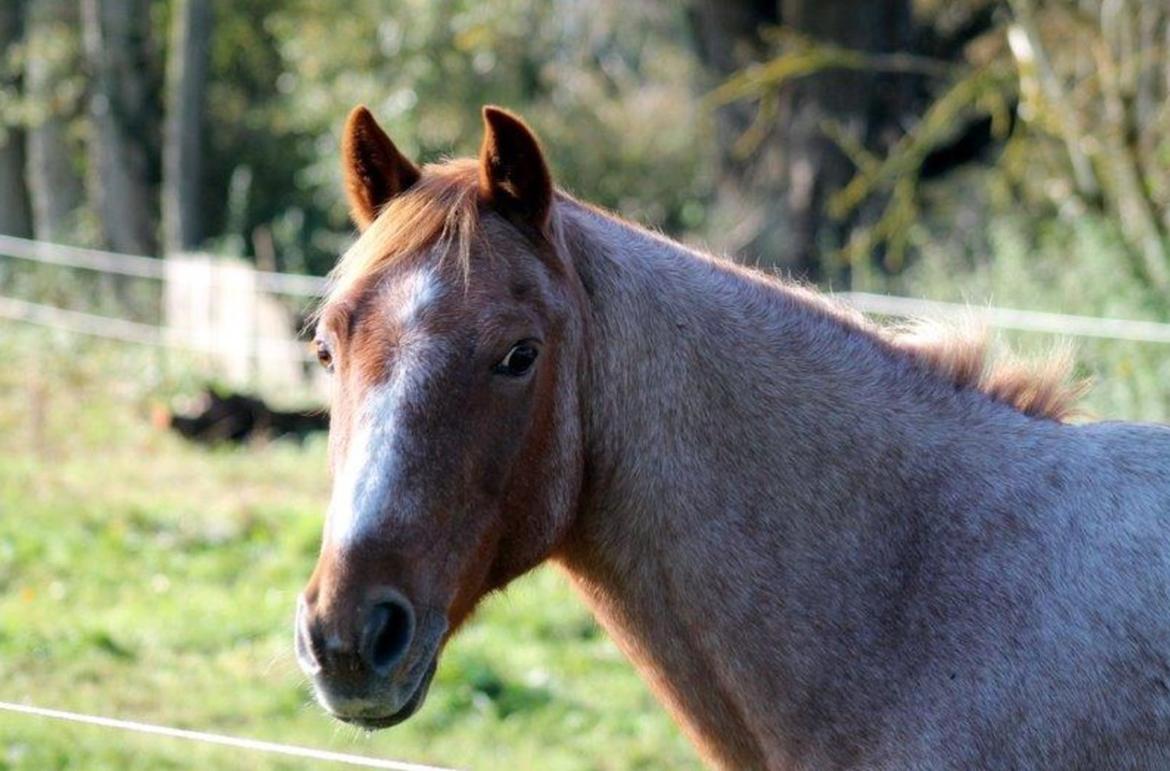 Hollandsk Sportspony Billy Boy billede 11