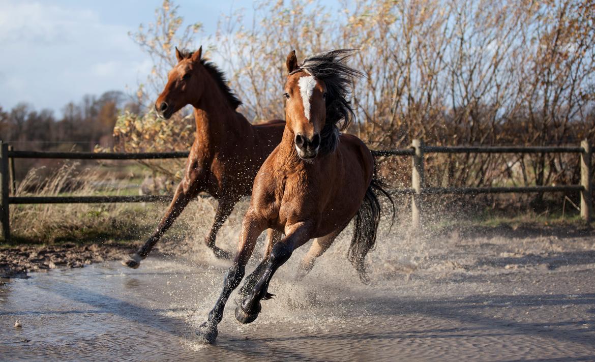 Anden særlig race Revsgaards primo - 19 billede 23