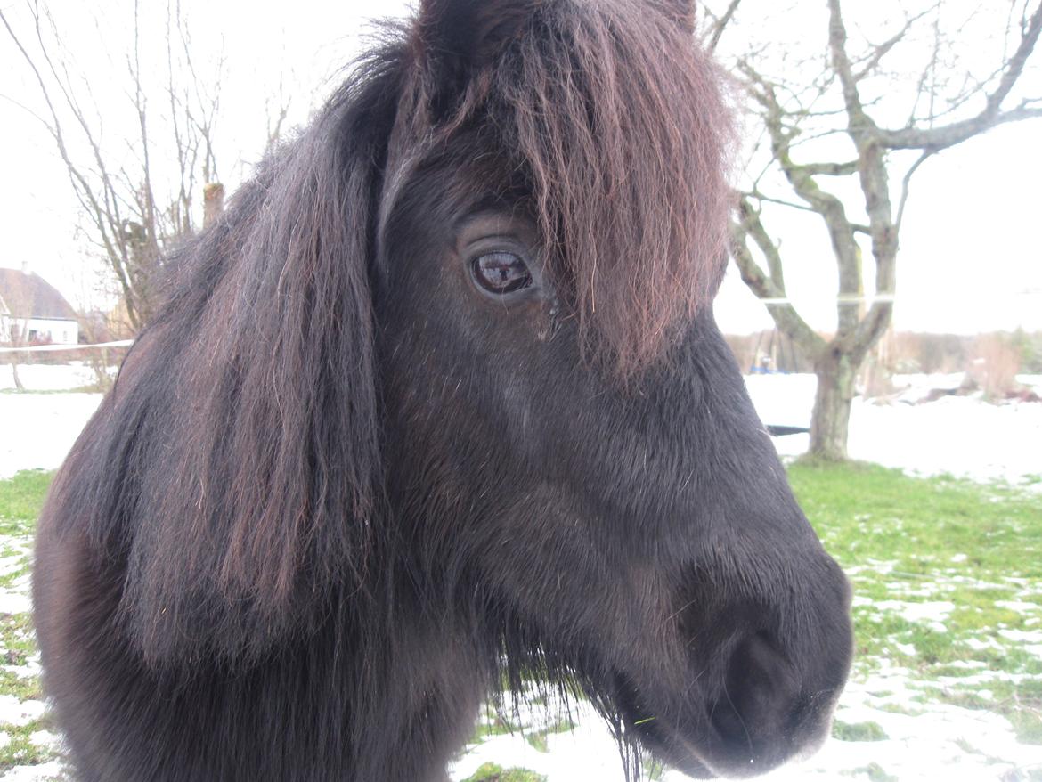Shetlænder Ædellunds Tilde billede 15