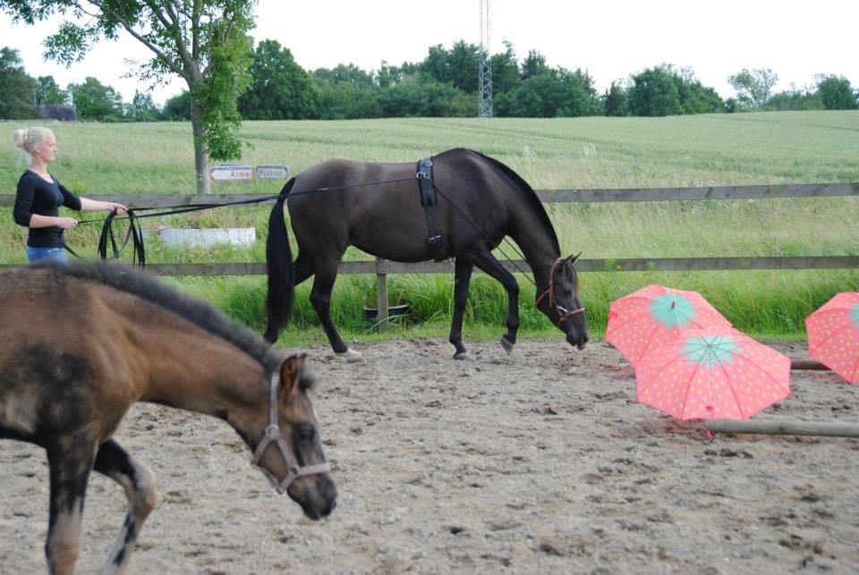 Pura Raza Española TU Bronca - Lange liner på mentalbanen.  billede 5