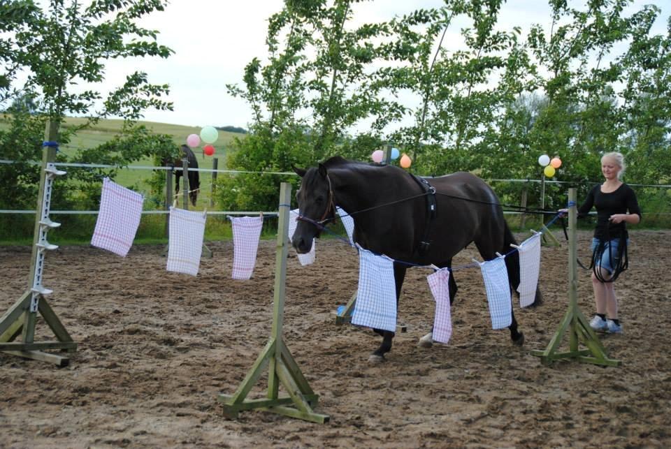 Pura Raza Española TU Bronca - Lange liner på mentalbanen.  billede 6
