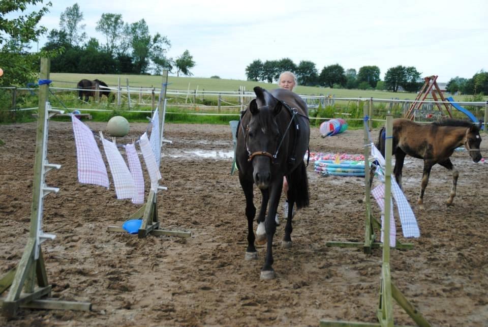 Pura Raza Española TU Bronca - Lange liner på mentalbanen.  billede 4