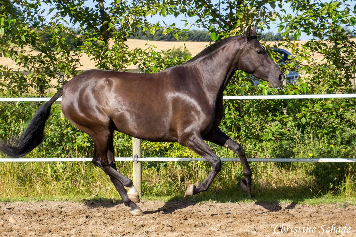 Pura Raza Española TU Bronca - 10. august 2015 billede 2