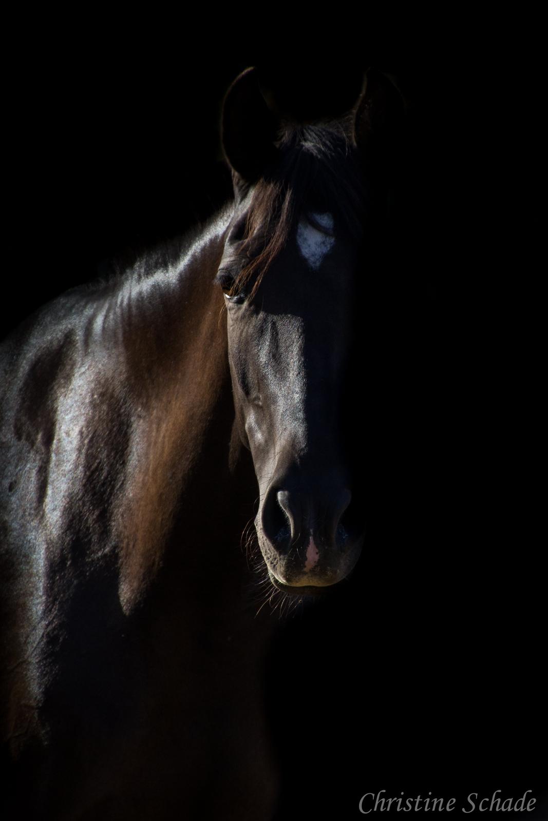 Pura Raza Española TU Bronca billede 1