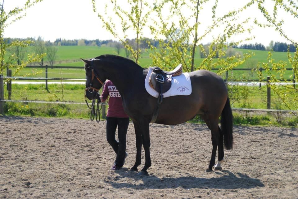 Pura Raza Española TU Bronca - 3. maj 2015 - Første gang med sadel billede 9