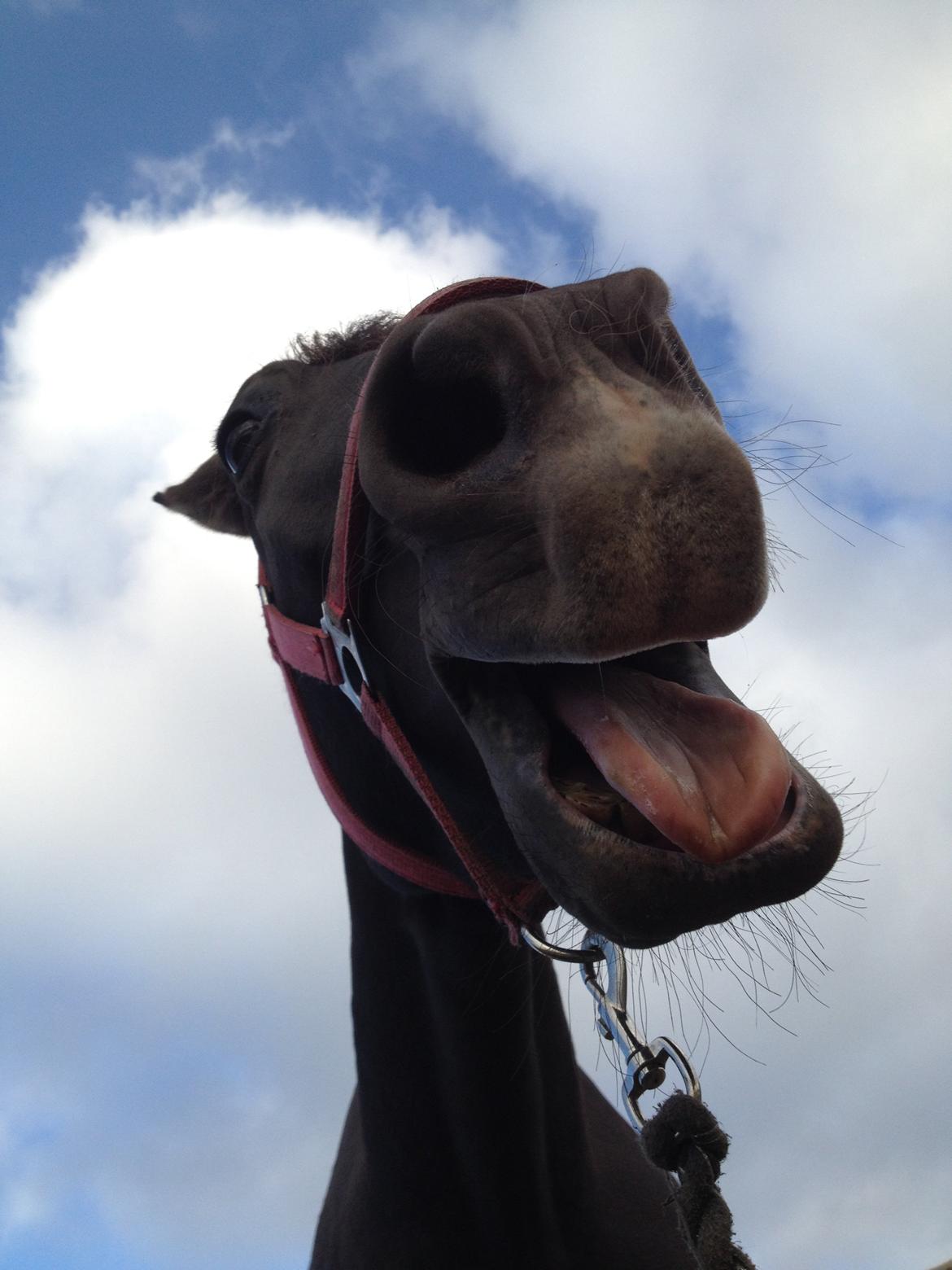 Pura Raza Española TU Bronca billede 10