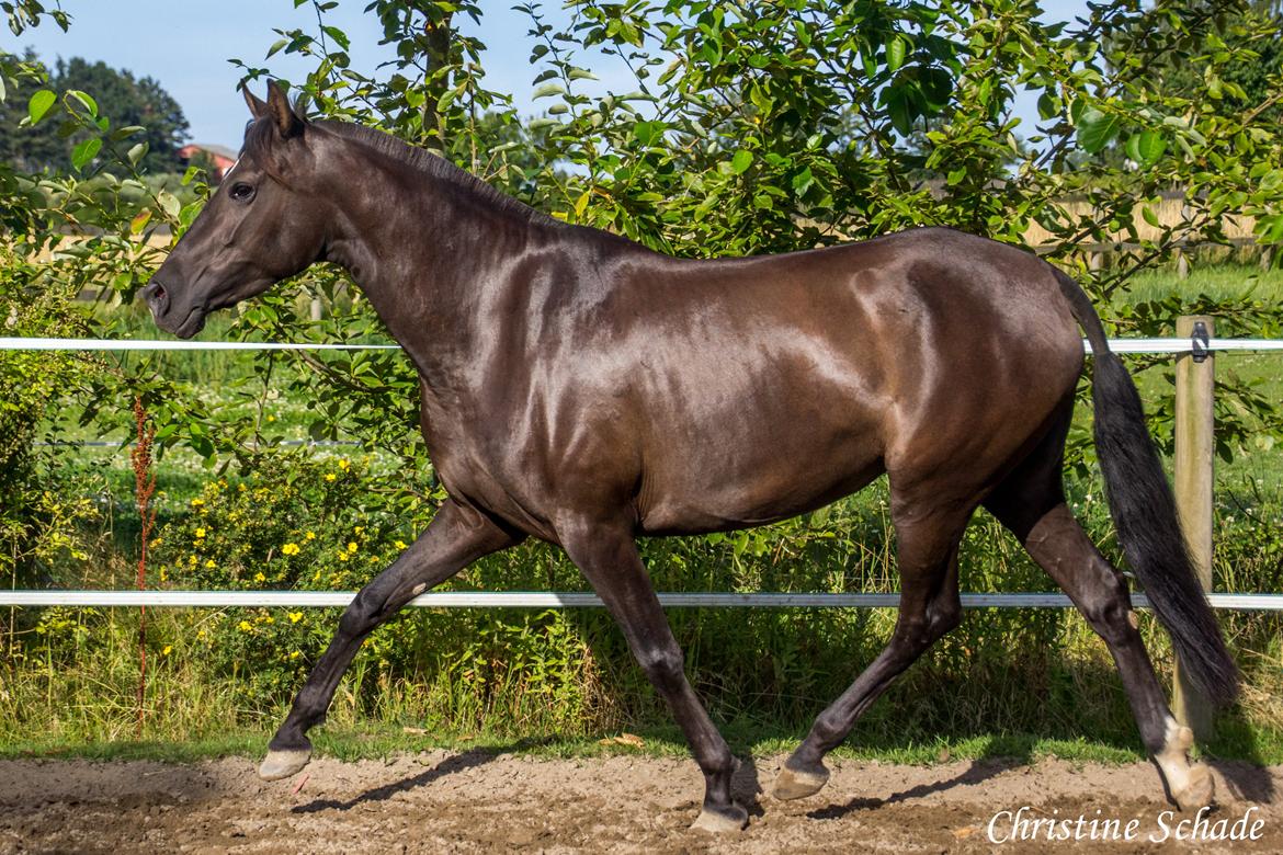 Pura Raza Española TU Bronca - 10. august 2015 billede 8