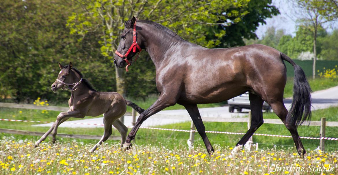 Pura Raza Española TU Bronca - Bronca og Diosa MAR billede 13