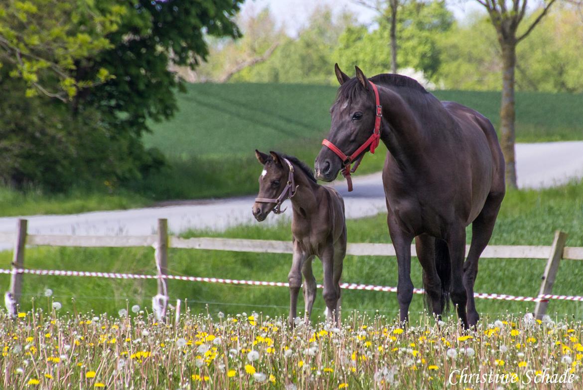 Pura Raza Española TU Bronca - Bronca og Diosa MAR billede 12