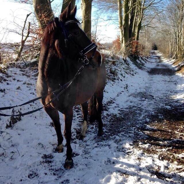 Anden særlig race Newclear p. (Himmelhest) - Glædelig jul :) (2014) billede 5