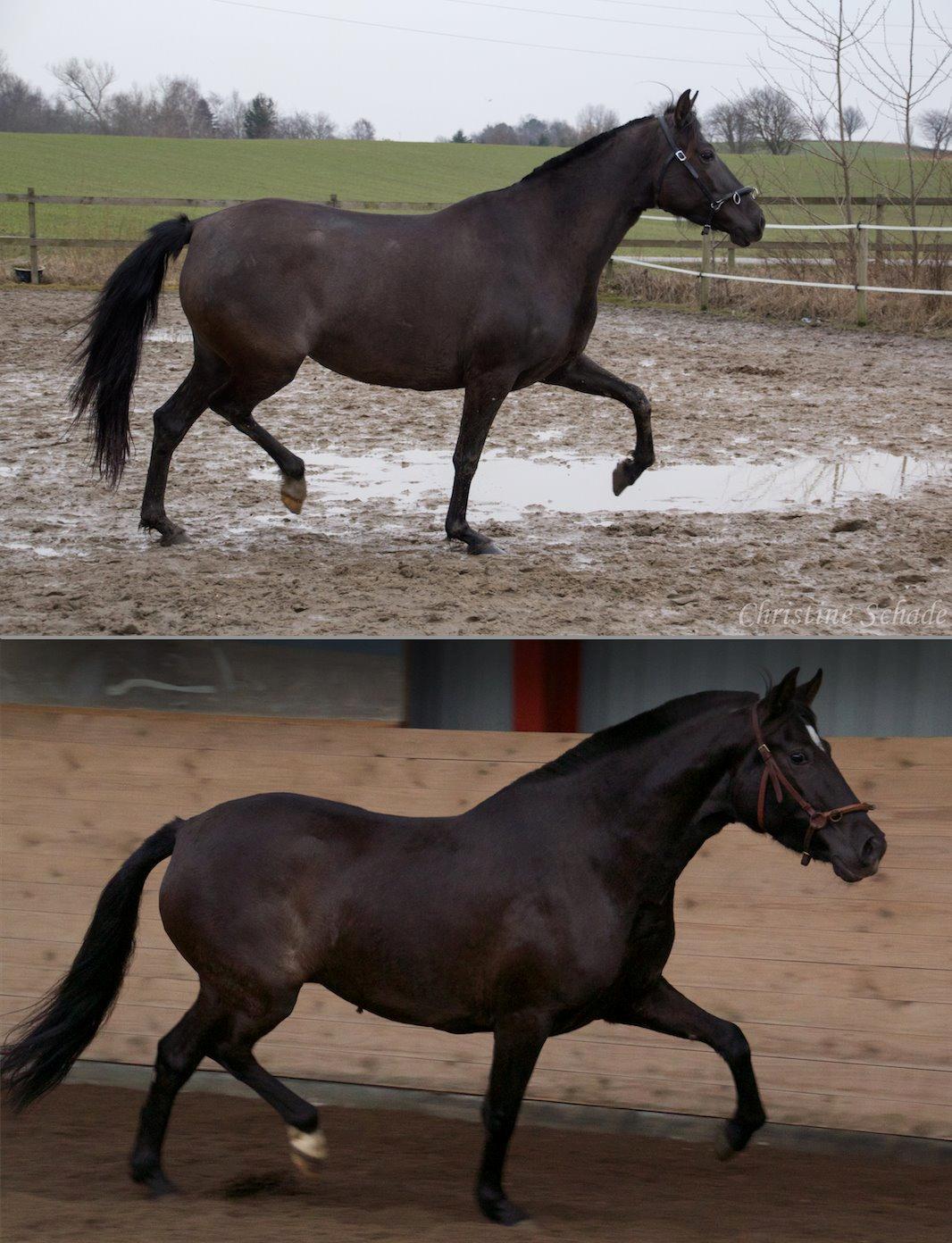 Pura Raza Española TU Bronca - Udvikling fra 27.02.2015 til 29.11.2015 billede 14