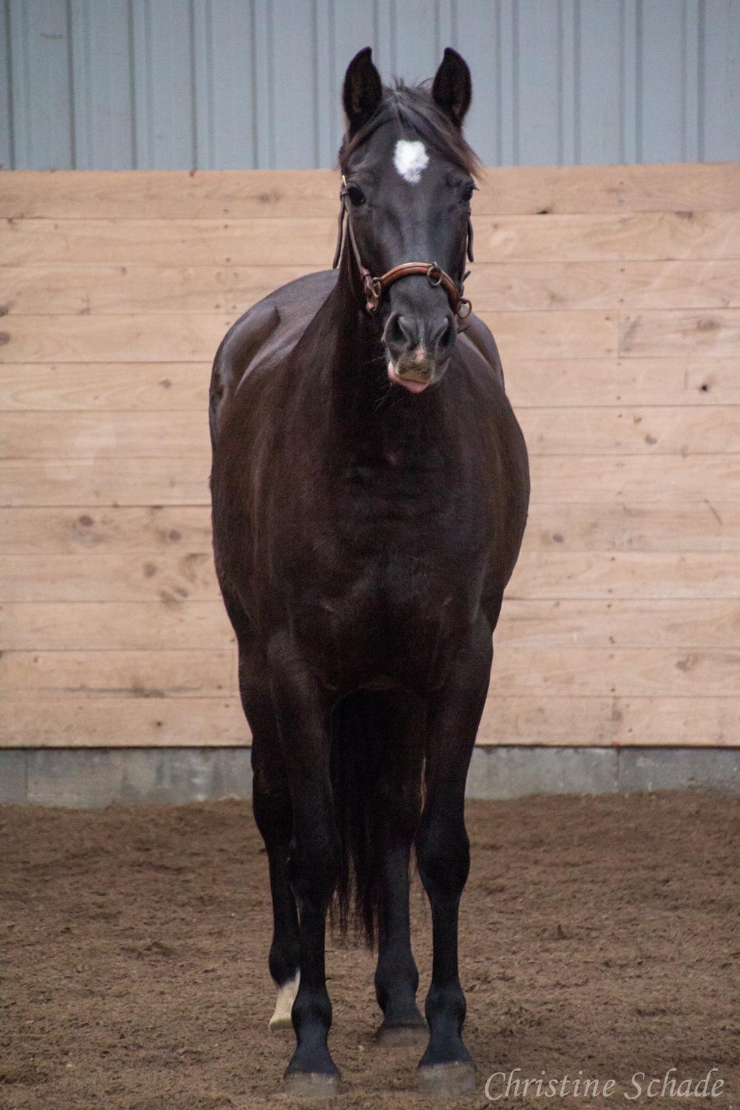 Pura Raza Española TU Bronca billede 7